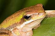 Eastern Dwarf Tree Frog (Litoria fallax)